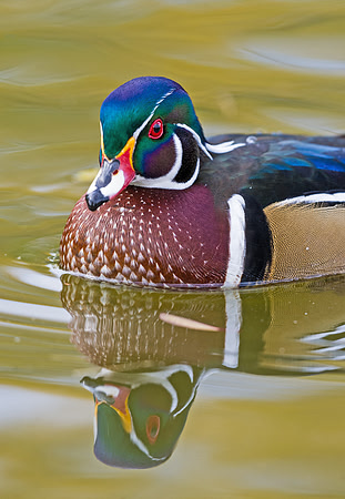 Wood_duck_22