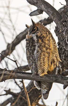 Great Horned Owl 18