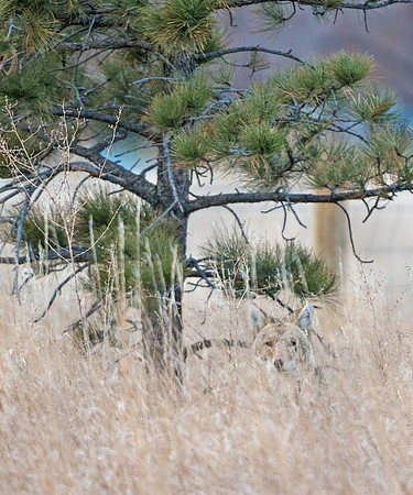coyote_26