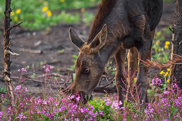 Moose_RMNP_2021_13