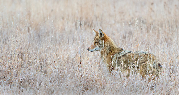 Coyote_24