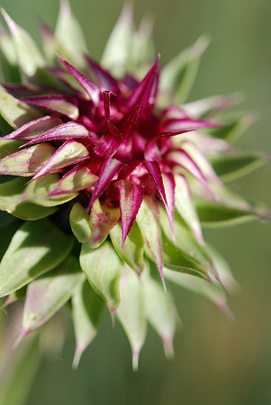 Thistle Bud