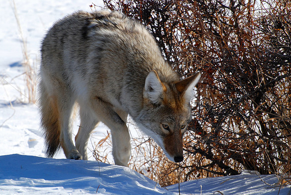 Coyote Yearling