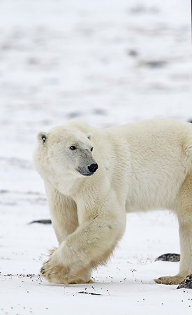 Polar_Bear_CH_2
