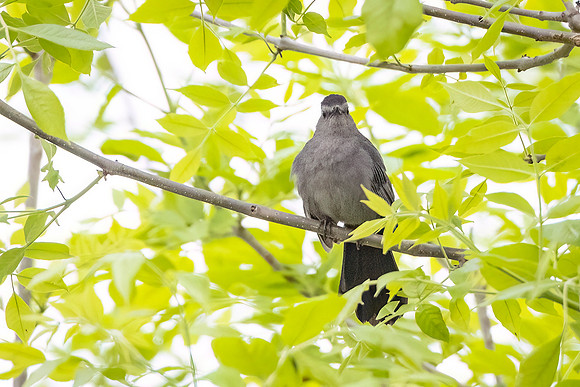Gray_catbird_MageeM_2024_1