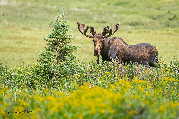 Moose_LDR_2022_4