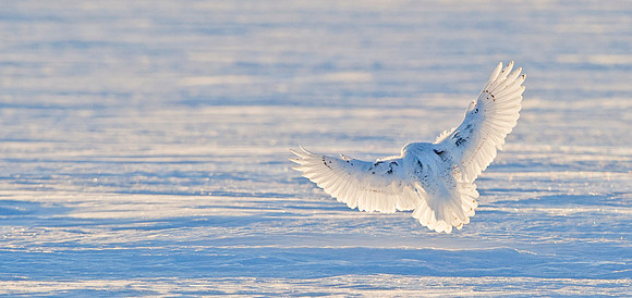Snowy_owl_10