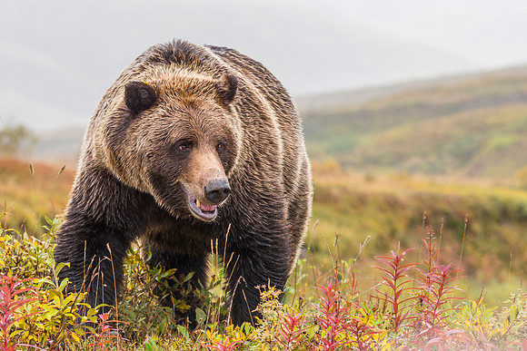 A13-Grizzly_bear_Denali_2017_1