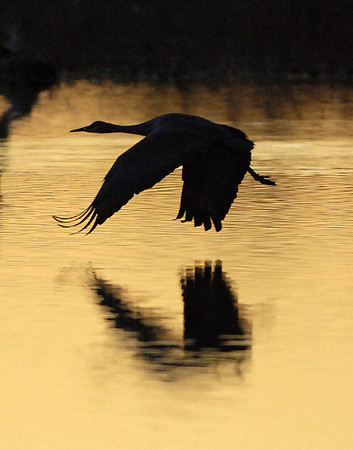 Flying Sandhill Silhouette