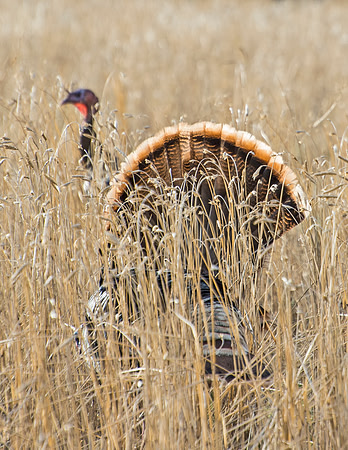 Turkey_WC_18