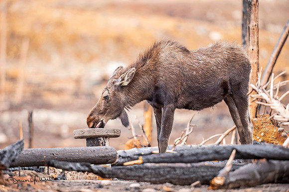 Moose_RMNP_2021_20