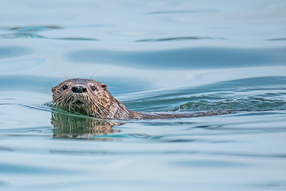 Marine_otter_Peru_2024_1