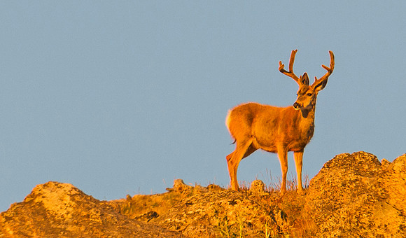 Mule_deer_buck_83