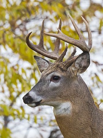 white-tailed_buck_13