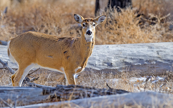 White-tailed_deer_56