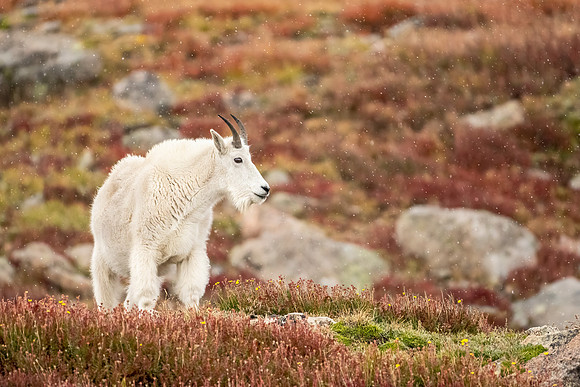 Mountain_goat_MBS_2024_6