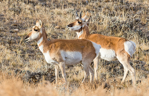 Pronghorn_antelope_12