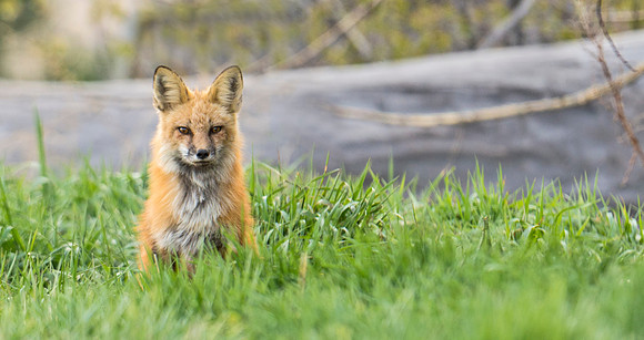 Red_Fox_46
