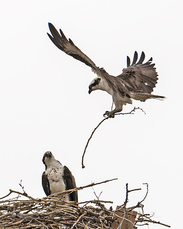 Osprey_34