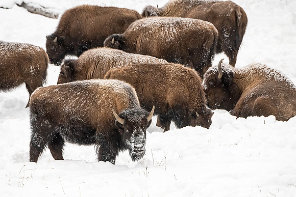Bison_YNP_2024_1