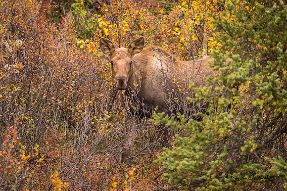 Moose_Denali_2019_5
