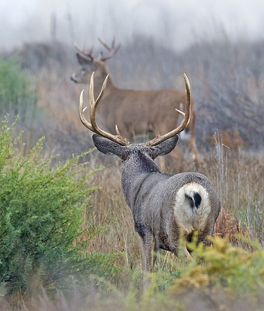 Mule_deer_buck_33