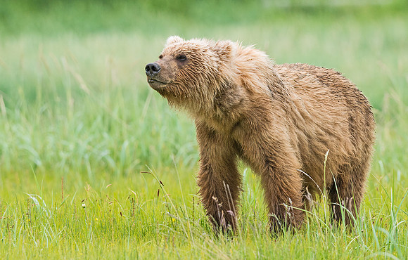 Brown_Bear_HB_21