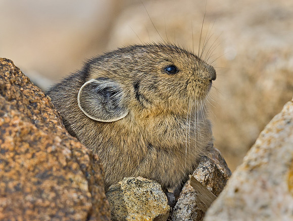 Pika_baby_6
