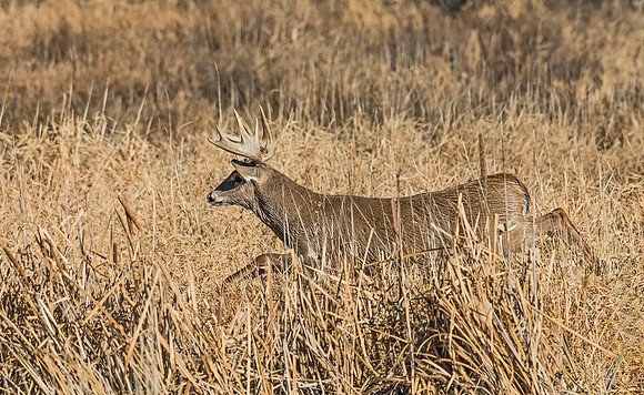 White-tailed_deer_40