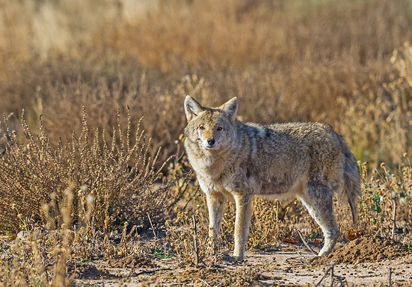 Coyote_8