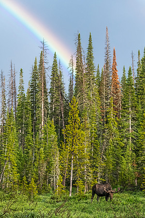 Moose_LDR_2022_3