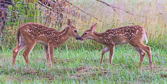 White-tailed_deer_fawn_4
