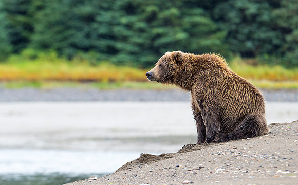 Brown_Bear_LC_17