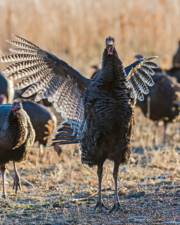 Turkey_WC_7