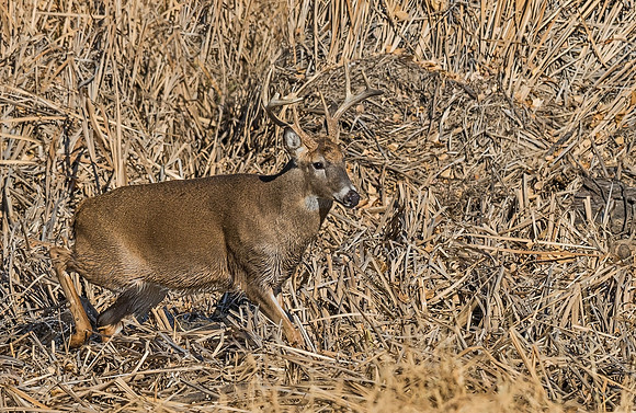 White-tailed_deer_34