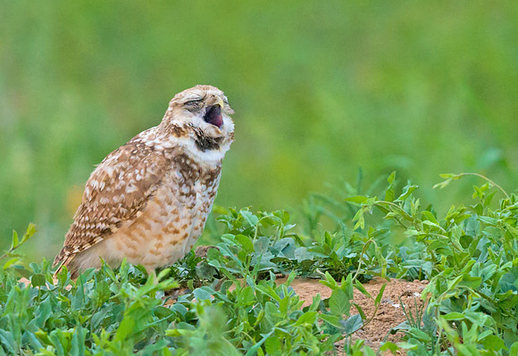 Burrowing_Owl_9