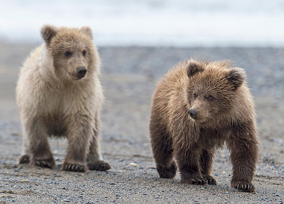 Brown_Bear_LC_15