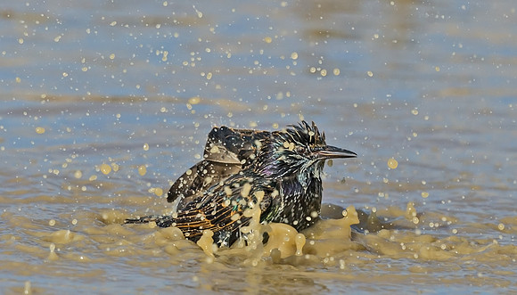 European_starling_2