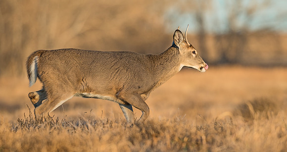 White-tailed_deer_51