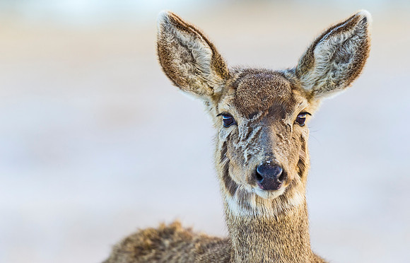 Mule_deer_84