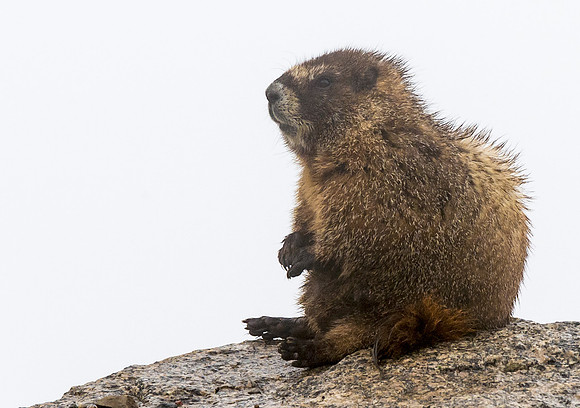 Marmot_14