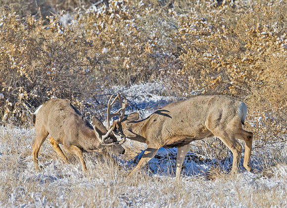 Mule_deer_95