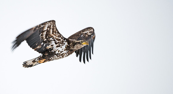 Bald_eagle_29