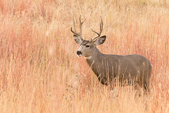 Mule_deer_buck_88