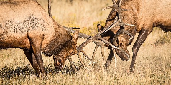 Elk_RMNP_2016_9