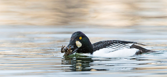 Common_goldeneye_2