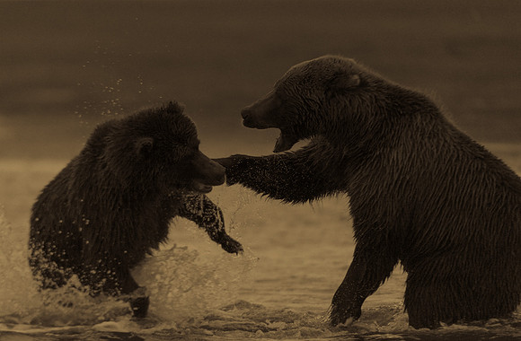 Brown_bear_LC_9_antique