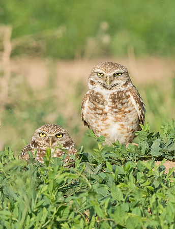 Burrowing_owl_14