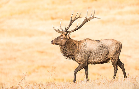 Elk_RMNP_2016_12