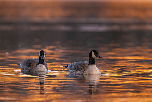 Canada_goose_EP_2022_3